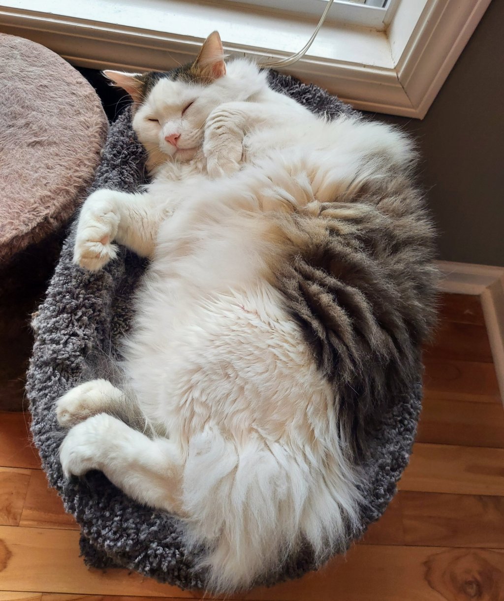 Crosby’s having a purrfect lazy, rainy day in&nbsp;Nashville