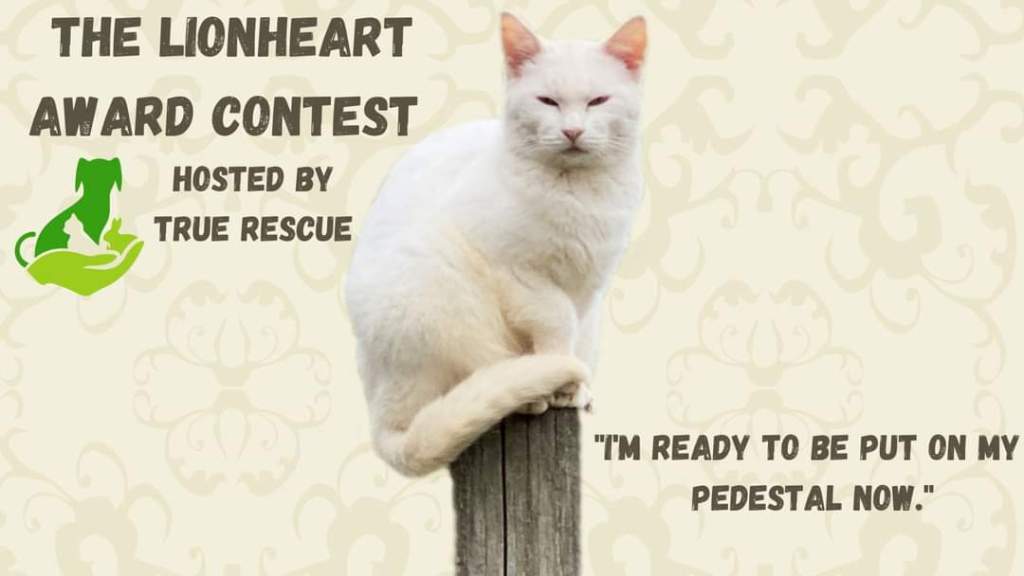 The Ultimate Cat&nbsp;Conference!